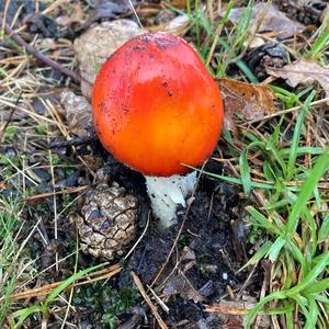 Emetic Russula