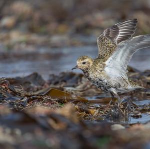 Eurasian Golden Plover