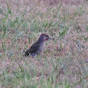 Eurasian Green Woodpecker