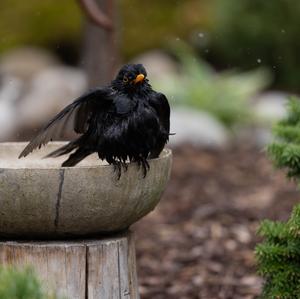 Eurasian Blackbird