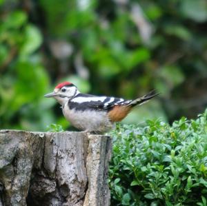 Great Spotted Woodpecker