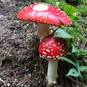 Fly Agaric