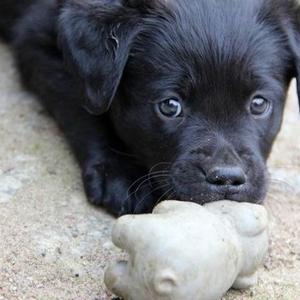 Retriever (Labrador)