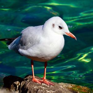 Black-headed Gull