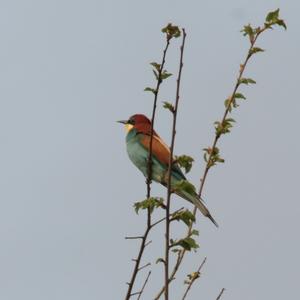 European Bee-eater