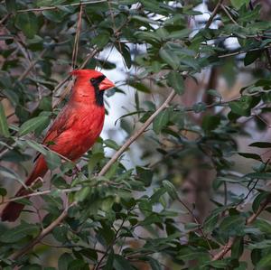 Northern Cardinal