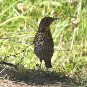 Song Thrush