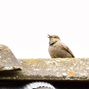 Black Redstart