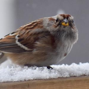 American Tree Sparrow