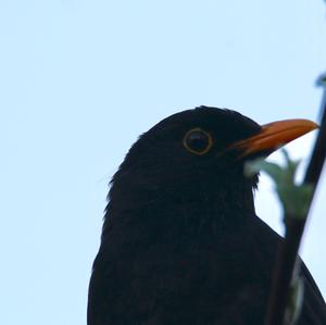 Eurasian Blackbird