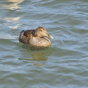 Common Eider