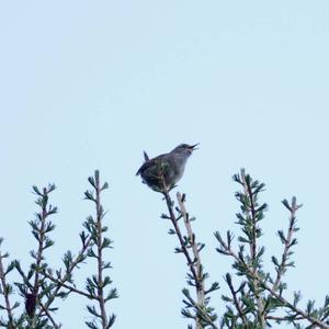 Winter Wren