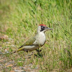 Eurasian Green Woodpecker