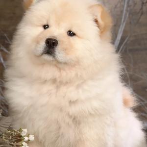 Chow Chow