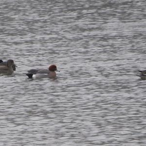 Eurasian Wigeon