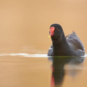 Common Moorhen