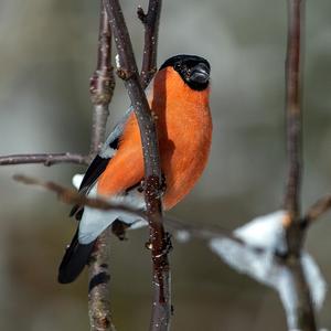 Eurasian Bullfinch