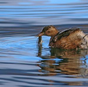 Little Grebe