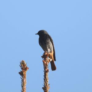 Black Redstart