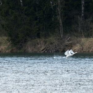 Mute Swan