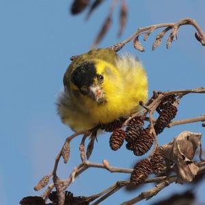 Eurasian Siskin