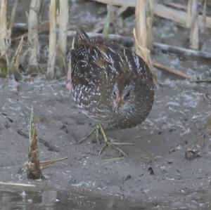 Tüpfelsumpfhuhn