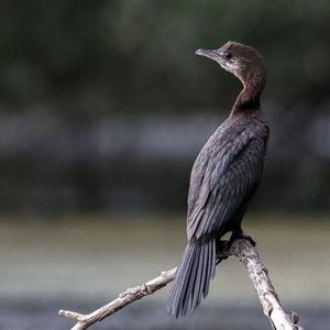 Pygmy Cormorant