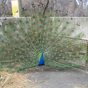 Indian Peafowl