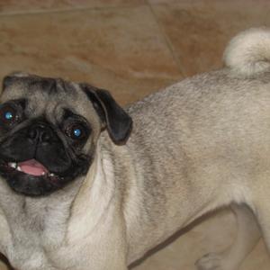 Pug