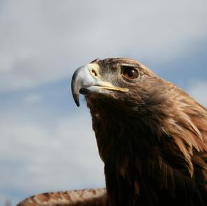 Steinadler