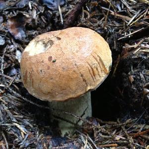 Bitter Bolete