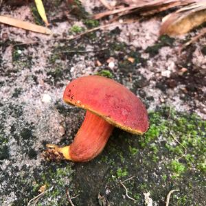 Red-cracked Bolete