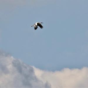 White Stork