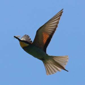 European Bee-eater