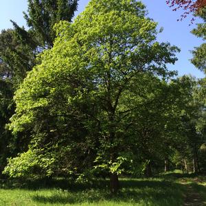 Sweet Chestnut