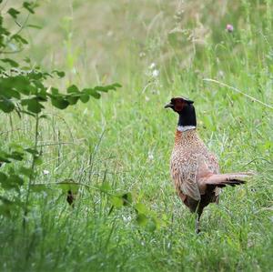 Common Pheasant