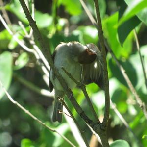 Eurasian Tree Sparrow