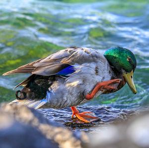 Mallard