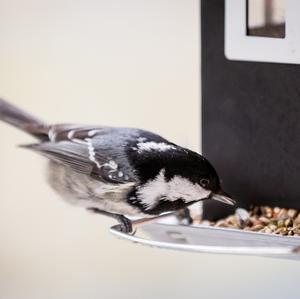 Coal Tit