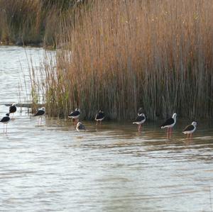 Black-winged Stilt