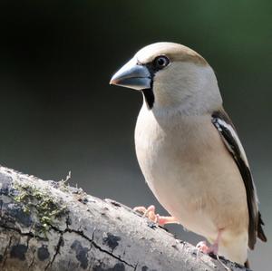 Hawfinch