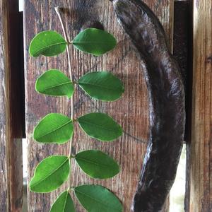 Carob Tree 