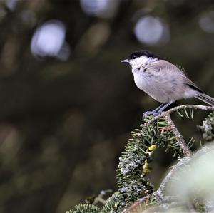 Marsh Tit