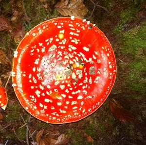 Fly Agaric