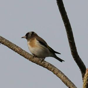 European Goldfinch