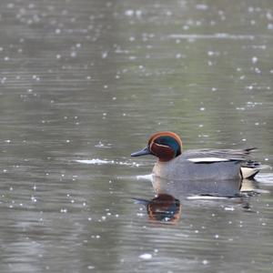 Common Teal