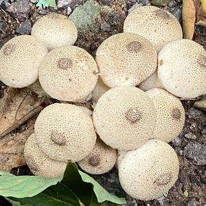 Gem-studded Puffball