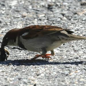 House Sparrow