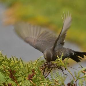 Eurasian Blackbird