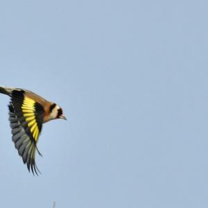 European Goldfinch